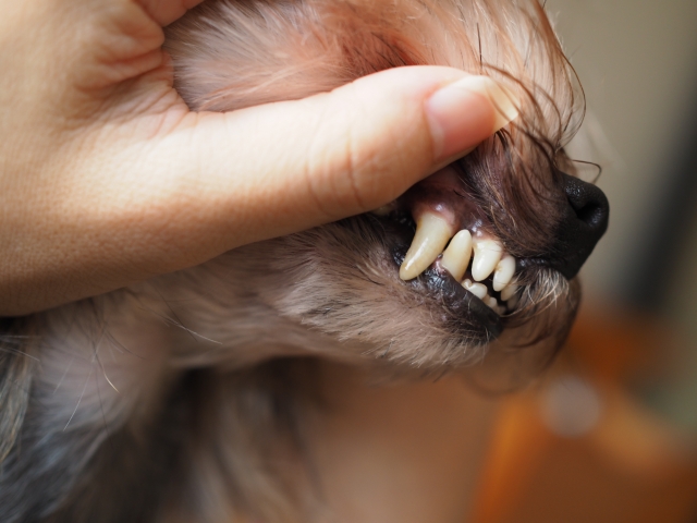 犬、猫のむし歯・歯周病